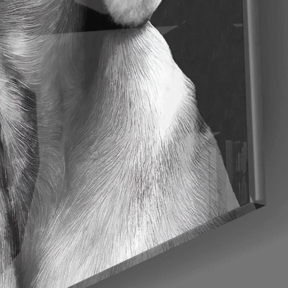 Tender Weimaraner panel catching window light to reveal its tactile velvet