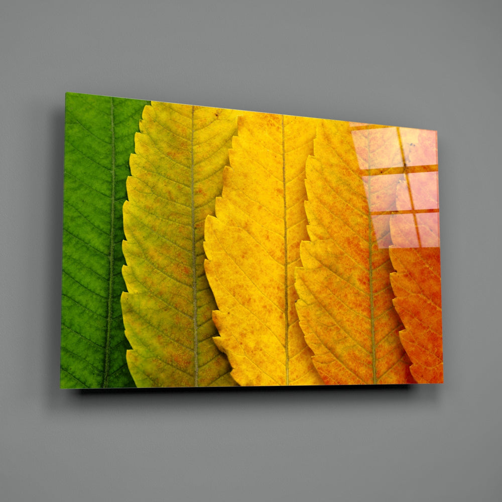 Autumn Leaves close-up showing emerald green transitioning to fiery orange