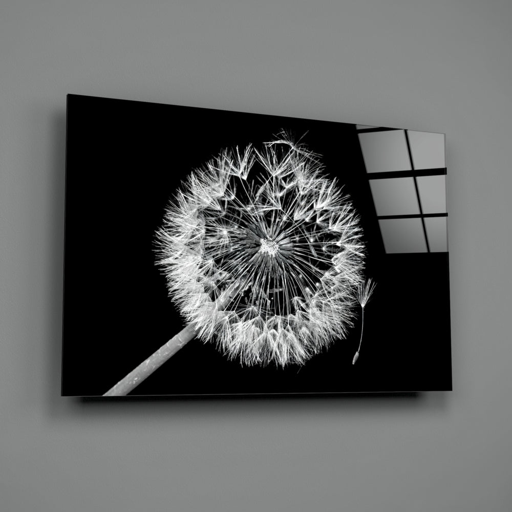 Dandelion Wish close-up showing silver seed halo against velvet black