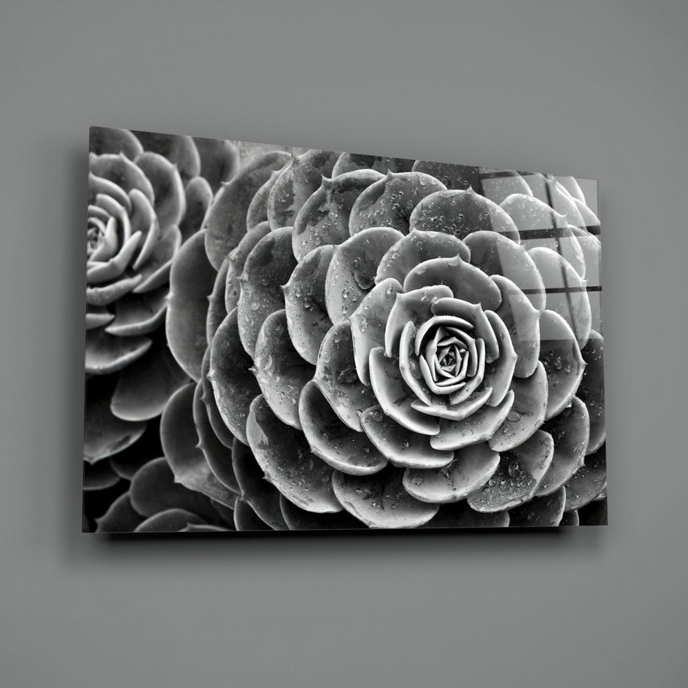 Silver Succulent close-up showing dewdrops along silver-grey rosette layers