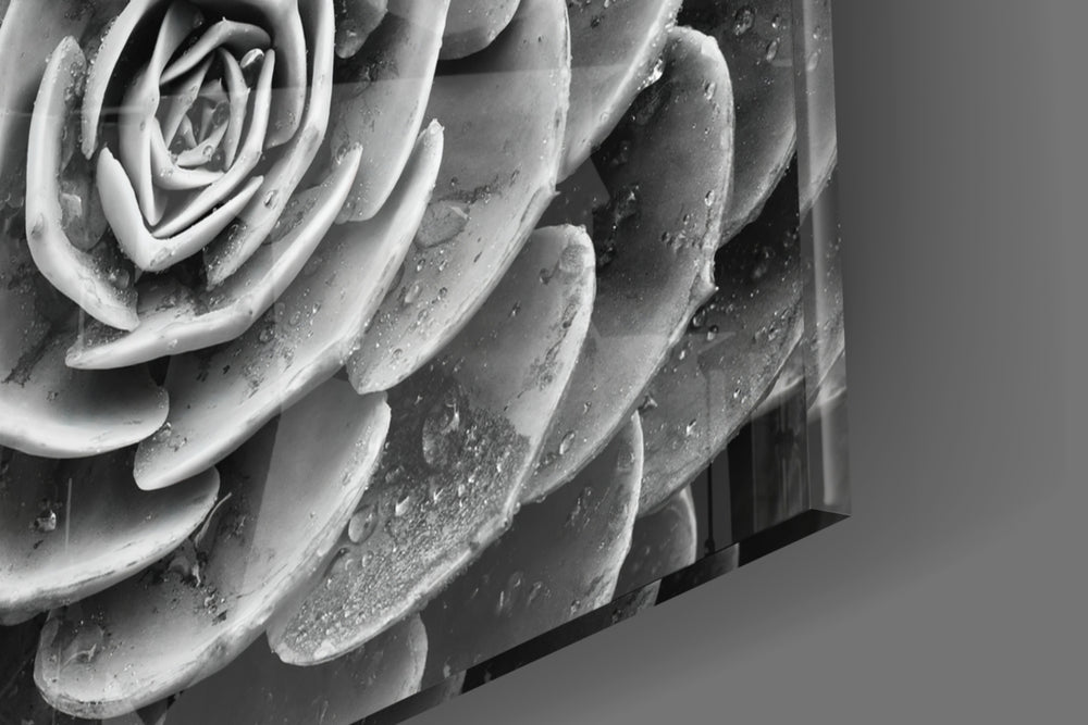Silver Succulent panel catching window light to reveal its tactile dew