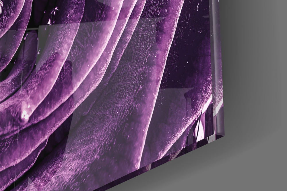 Purple Rose panel catching low light to reveal its tactile dew
