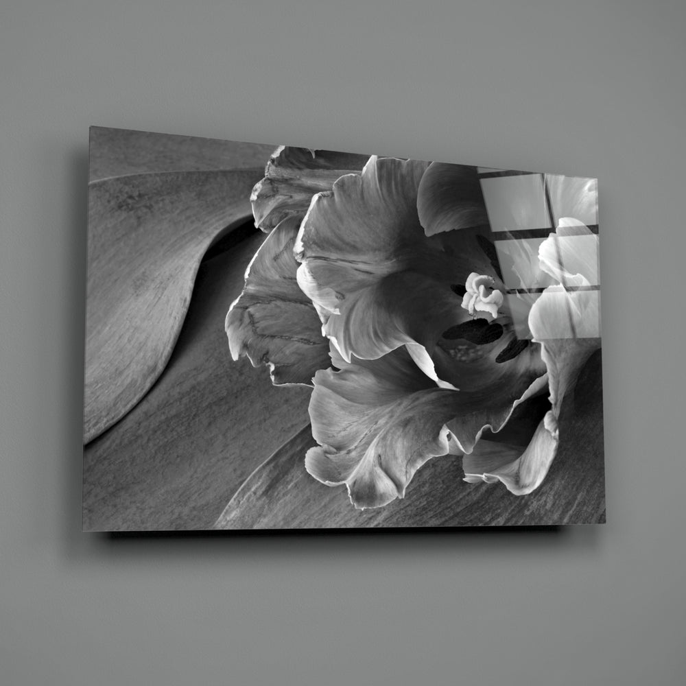 Monochrome Tulip close-up showing layered petal folds against soft grey