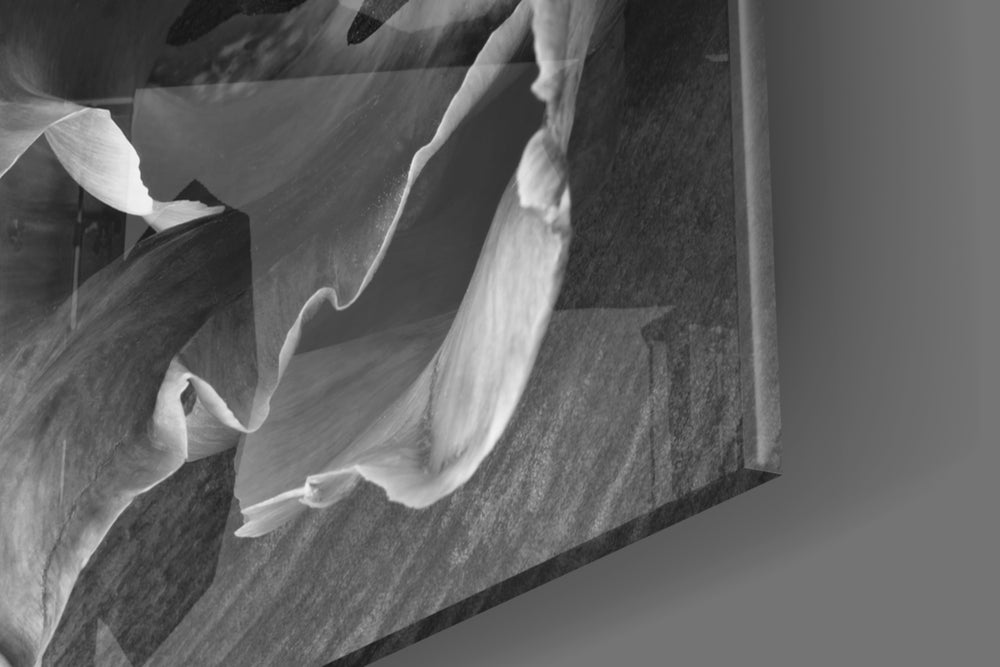Monochrome Tulip panel catching morning light to reveal its tactile fold