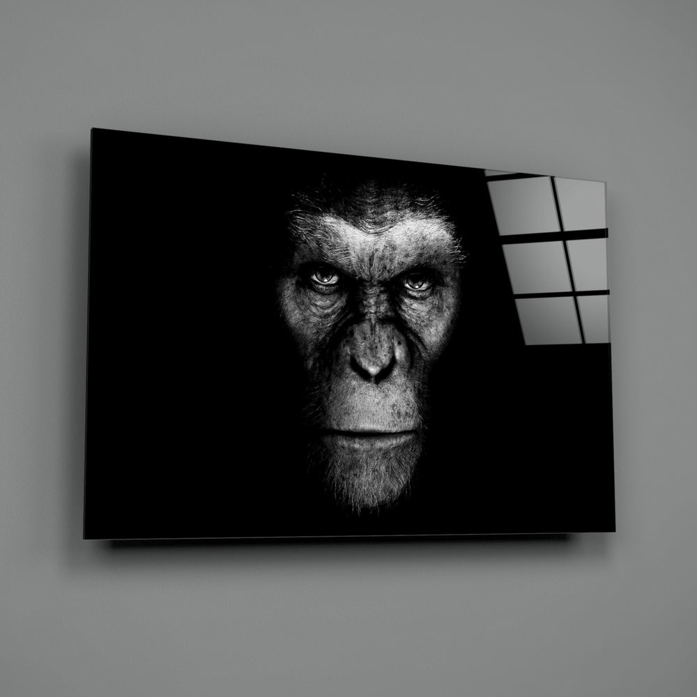 Chimp Gaze close-up showing intense chimpanzee eyes against velvet black