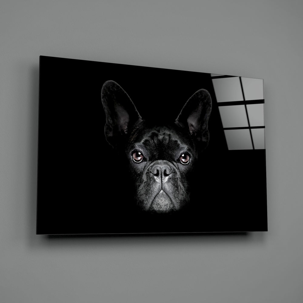 Frenchie Portrait close-up showing alert bat-ears and amber eyes