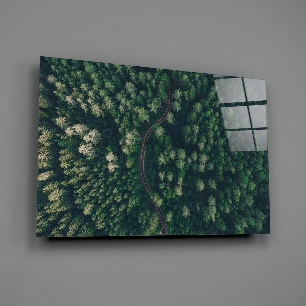 Forest close-up showing winding road through emerald pine canopy