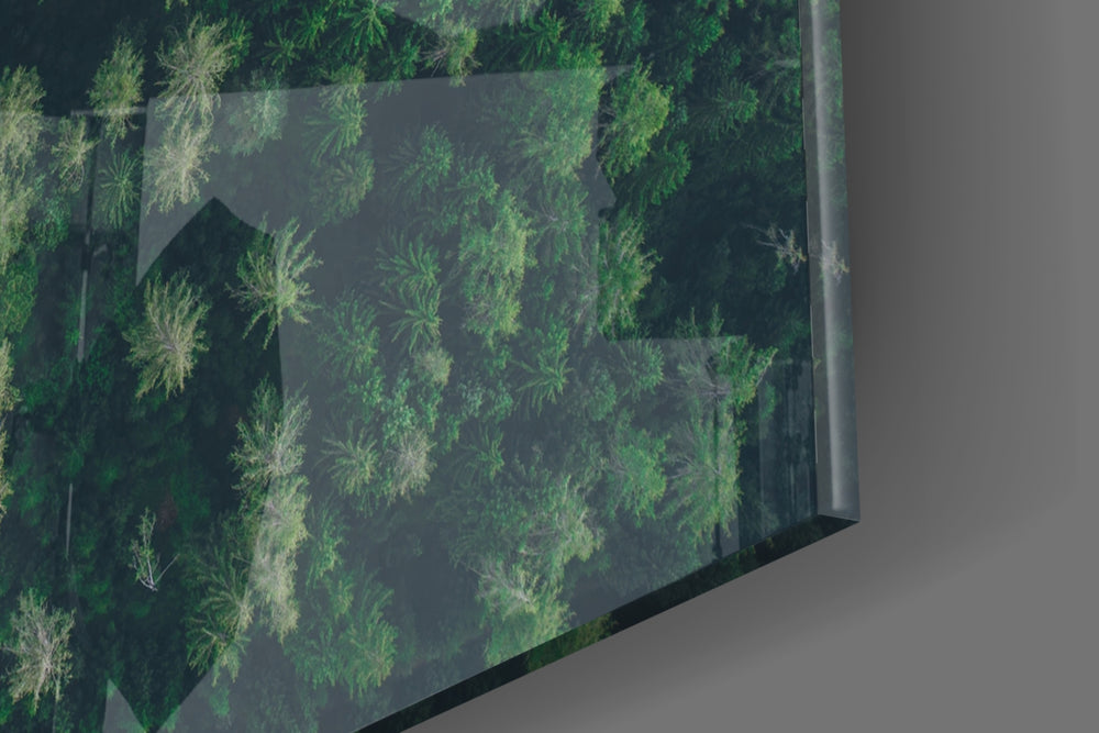Forest panel catching window light to reveal its luminous depth