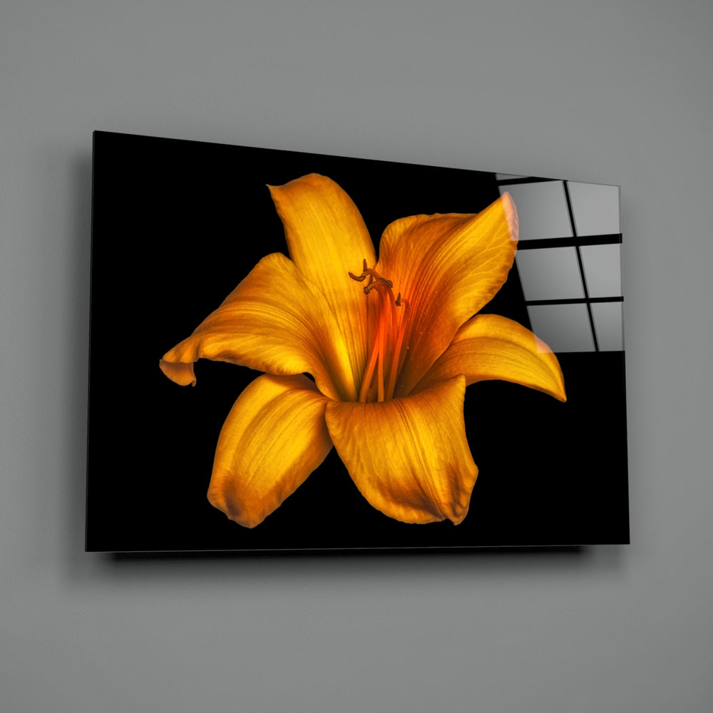 Lily close-up showing amber-orange lily bloom on velvet black
