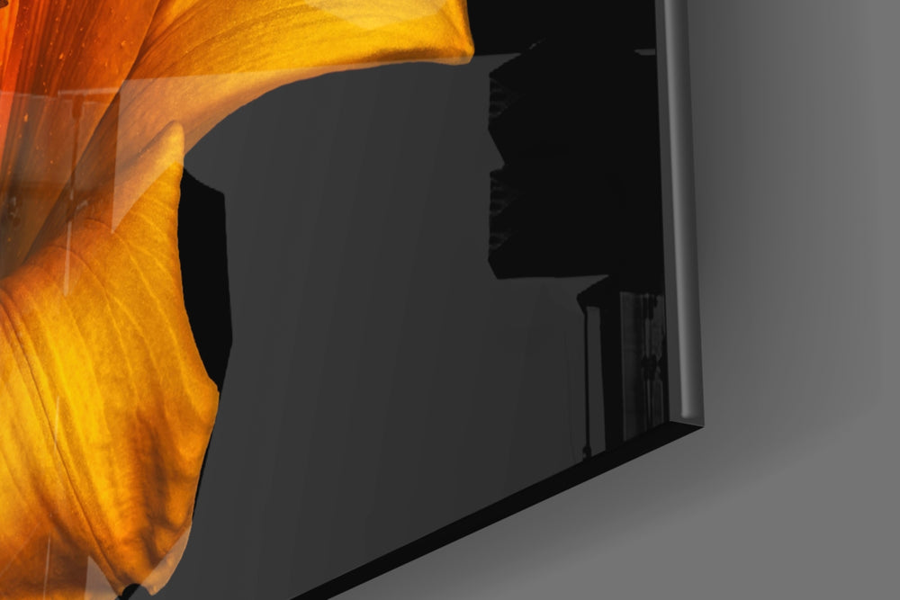 Lily panel catching low light to reveal its dramatic saturation