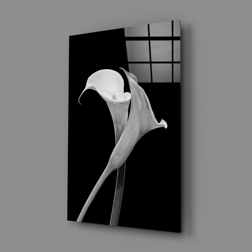 Flower close-up showing pearl-white calla lily on velvet black