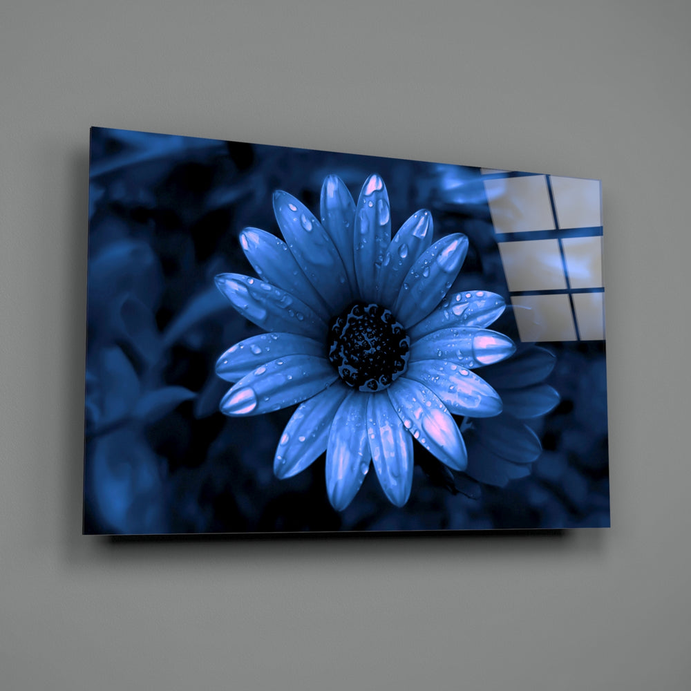 Flower close-up showing blue daisy with dewdrop petals