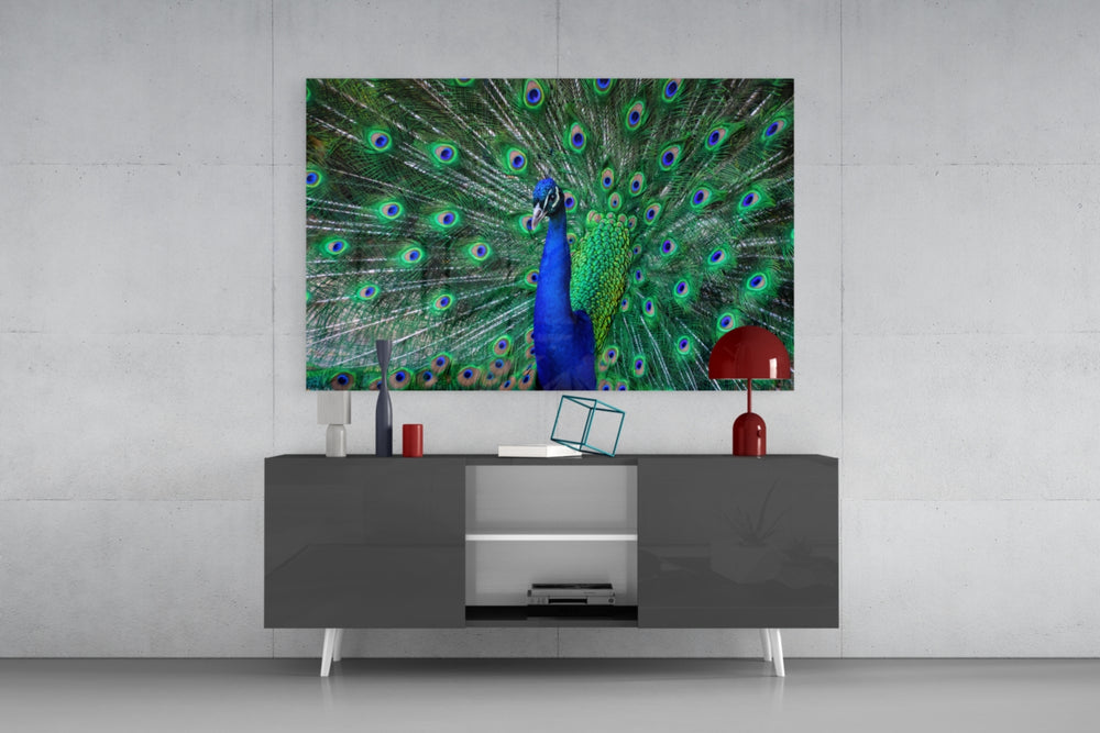 Peacock panel catching window light to reveal its iridescent saturation