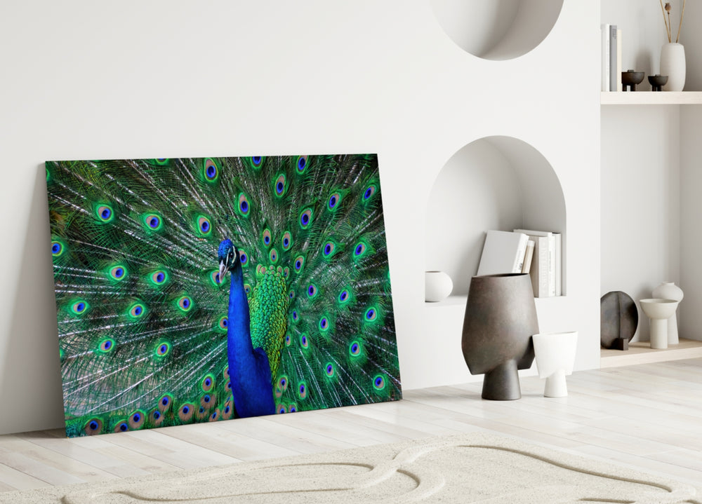 Peacock close-up showing sapphire neck against full jade and gold eye-feather fan