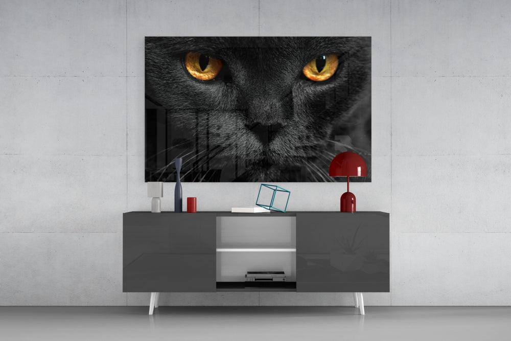 Cat panel catching low light to reveal its hypnotic depth