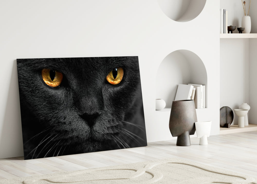 Cat close-up showing black cat with luminous amber eyes