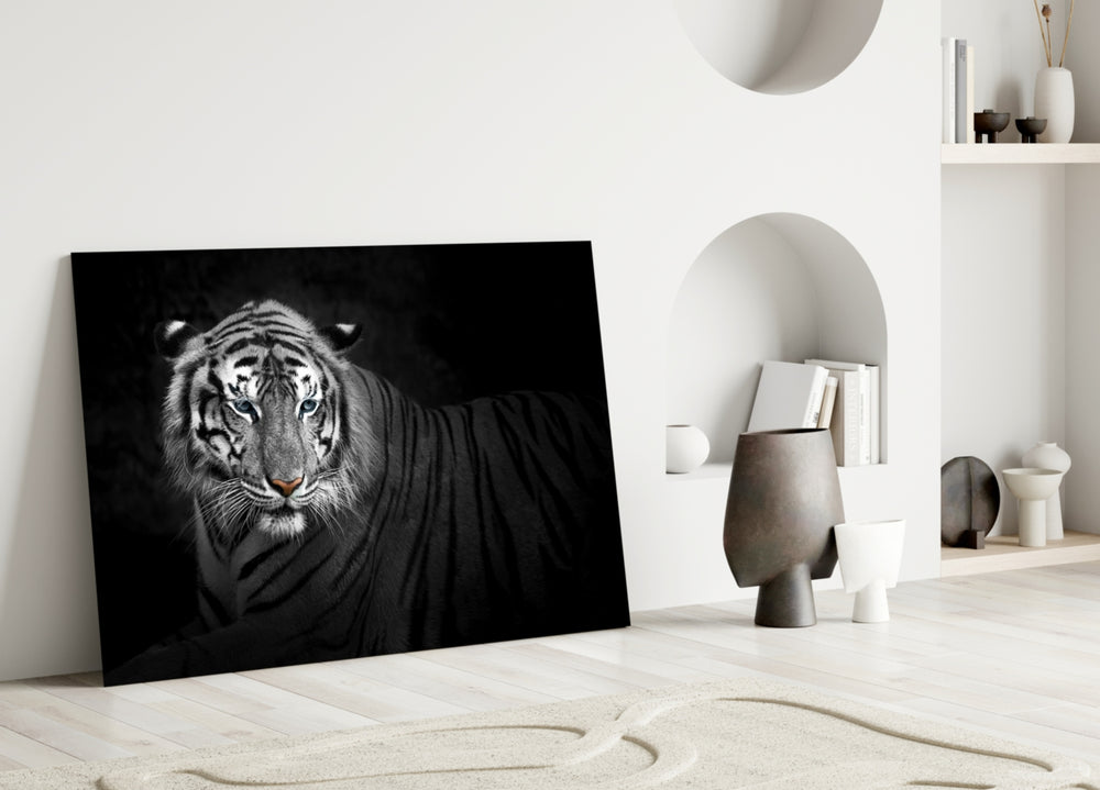 Close-up detail of the tiger's blue-eyed selective-color gaze