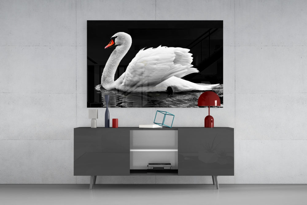 Swan panel catching low light to reveal its luminous plumage