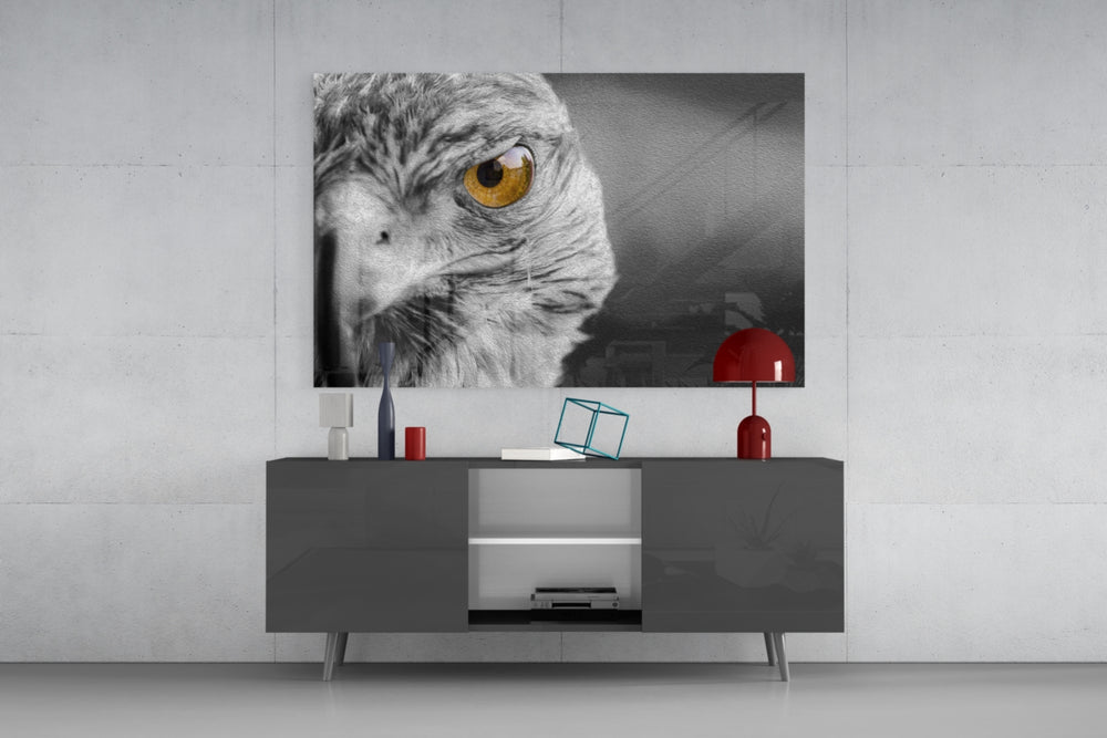 Falcon panel catching low light to reveal its amber catchlight