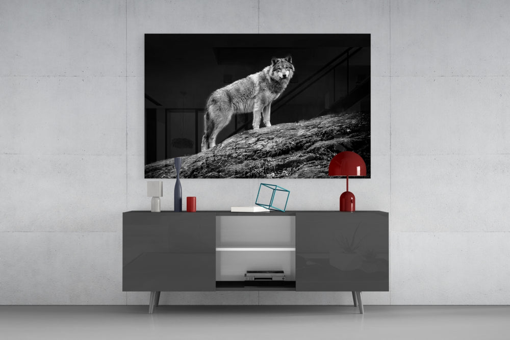 Wolf panel catching low light to reveal its silver coat