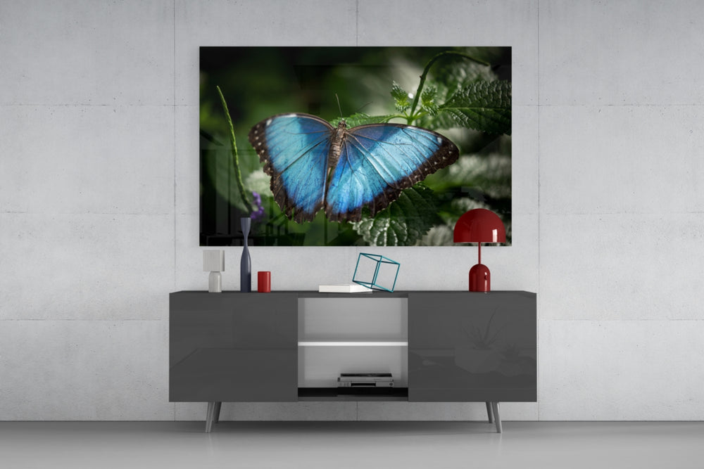Butterfly panel catching low light to reveal its iridescent saturation