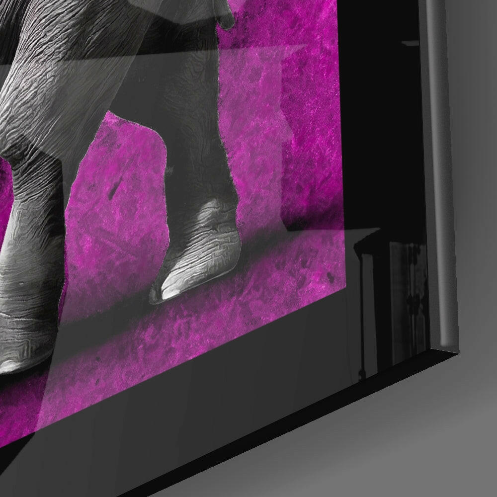 Elephant close-up showing tusked giant on magenta plaster