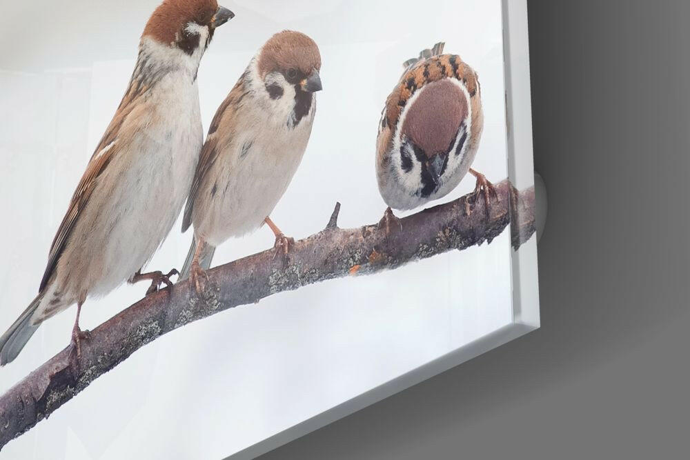Birds Glass Wall Art.
