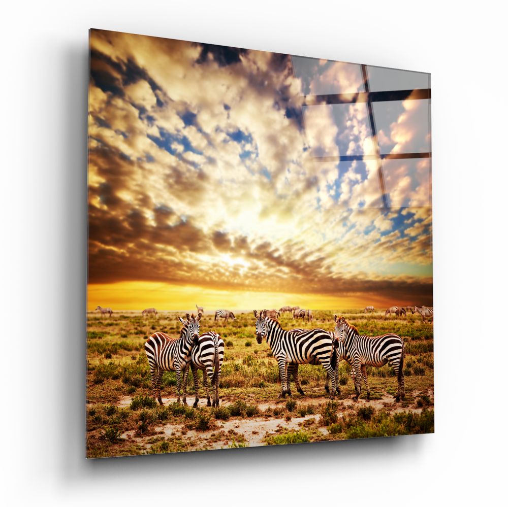 Zebras Glass Wall Art.