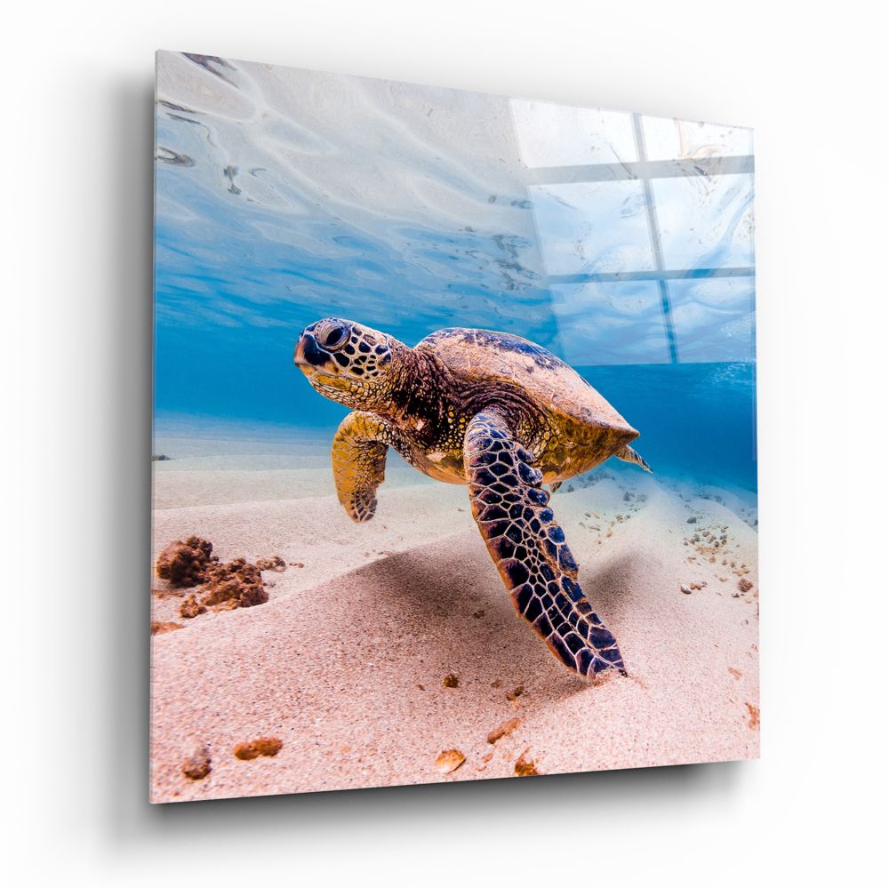 Sea Turtle Glass Wall Art.