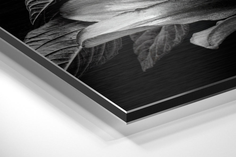 Lillium Brushed Aluminium Dibond Wall Art.