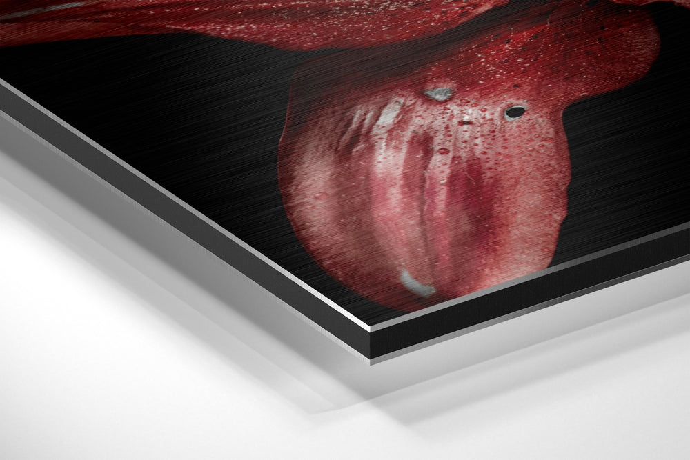Red Lillium Brushed Aluminium Dibond Wall Art.