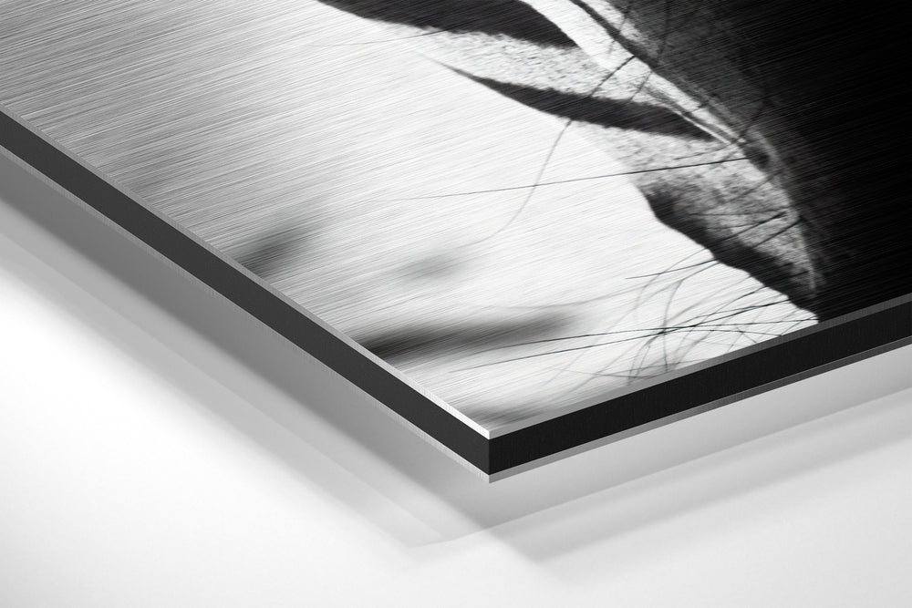 Zebra Brushed Aluminium Dibond Wall Art.