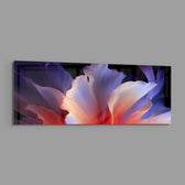 A macro abstract flower with flowing violet, blue and coral-pink petals opening against a deep black background panoramic glass wall art E