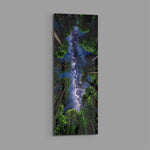 Upward view through towering forest trees to a glowing Milky Way in a star-filled sky. panoramic glass wall art E