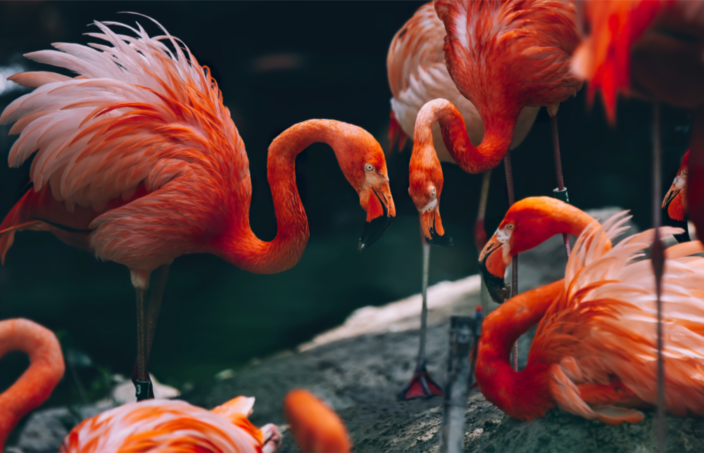 Flamingos Glass Wall Art