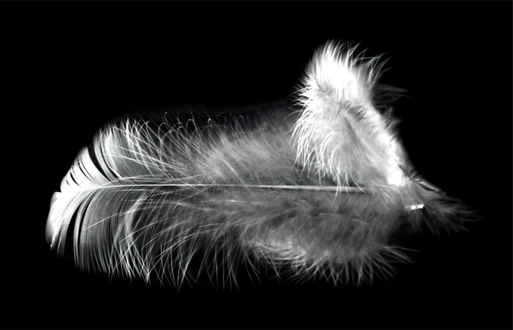 Feather Glass Wall Art