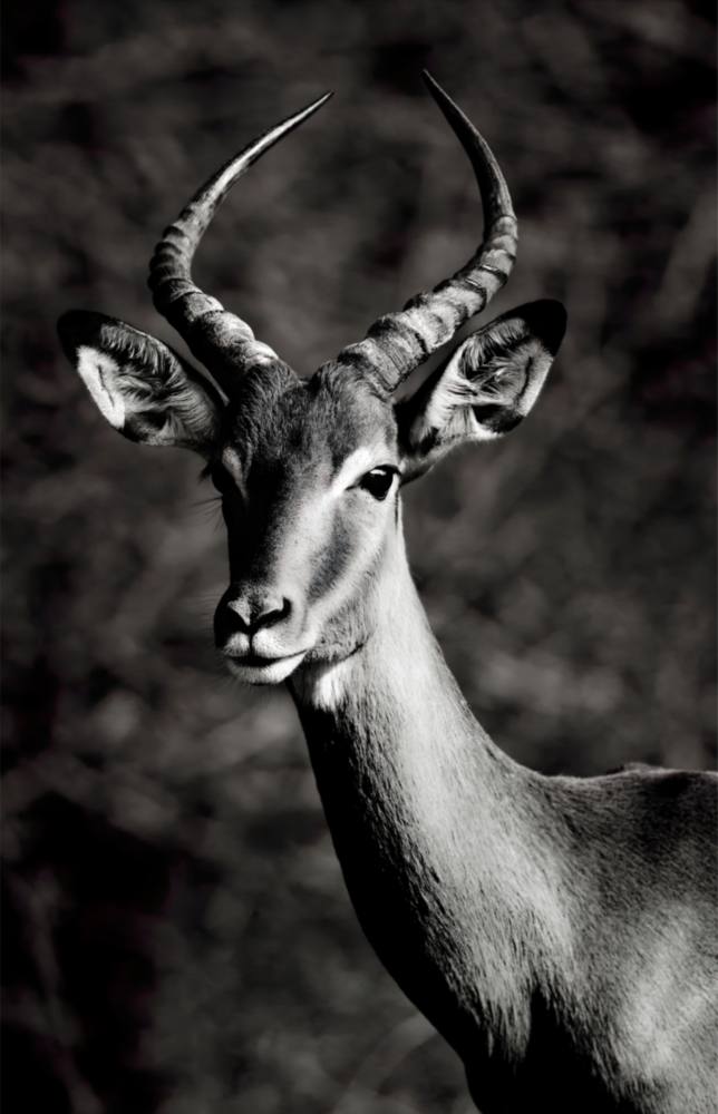 Deer Glass Wall Art