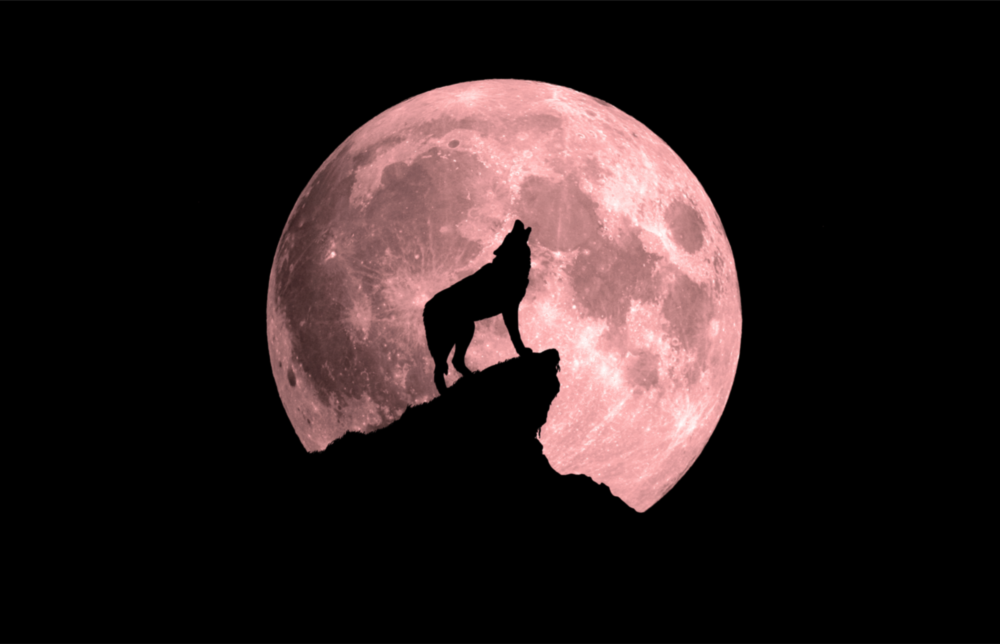 Wolf And Full Moon Glass Wall Art