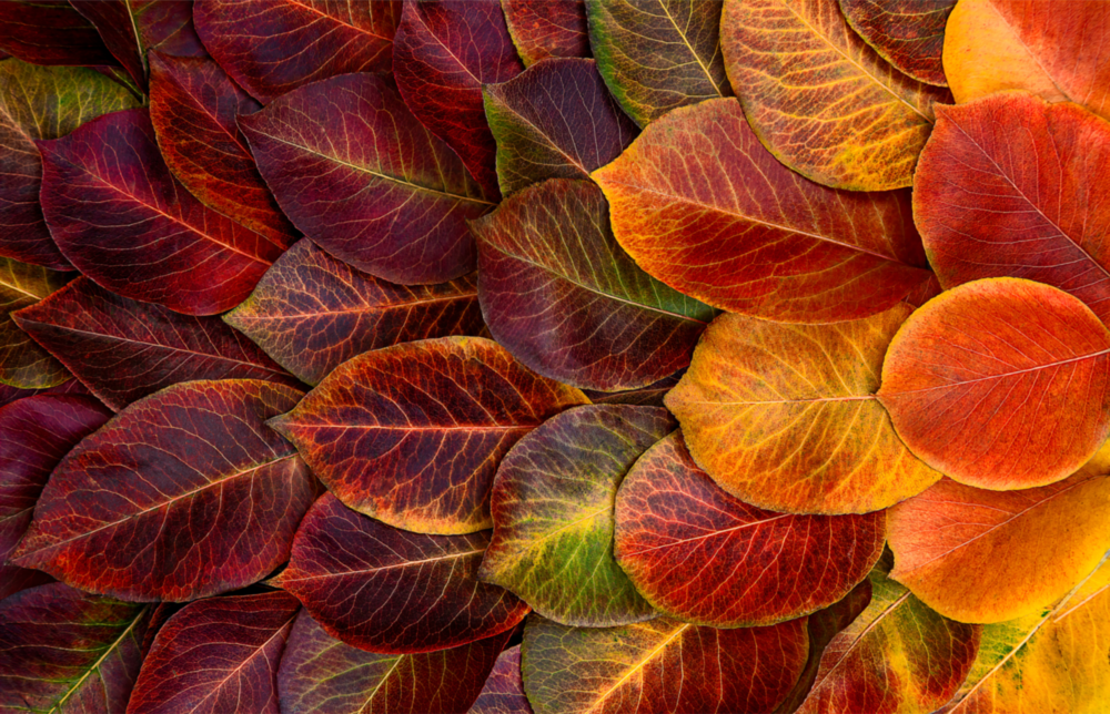 Orange Leaves Glass Wall Art