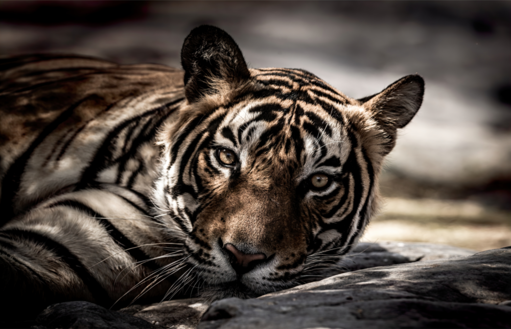 Tiger Glass Wall Art