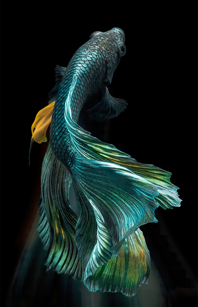 Fish Glass Wall Art