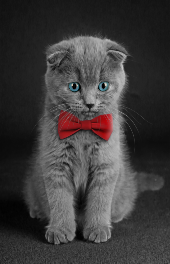 Cat Glass Wall Art