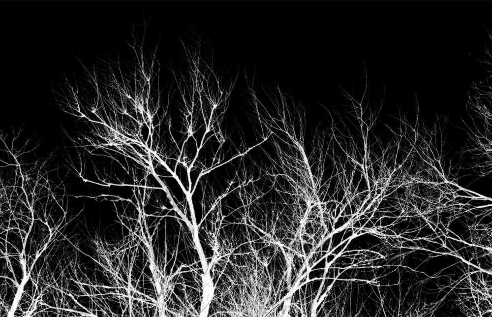Night of the Tree Glass Wall Art