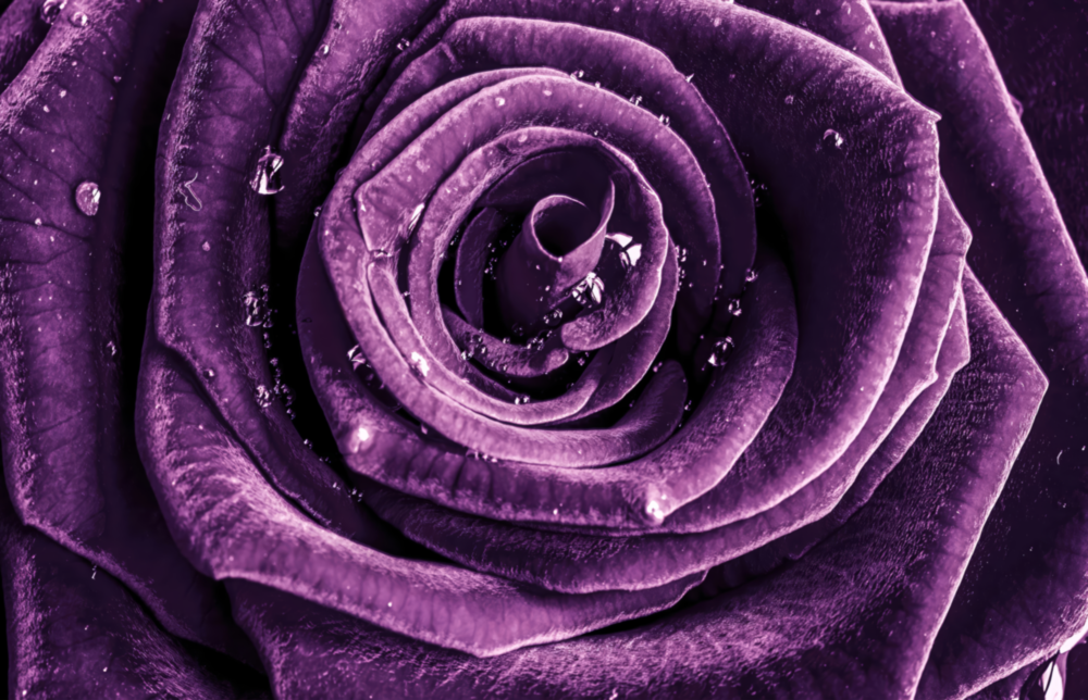 Purple Rose Glass Wall Art