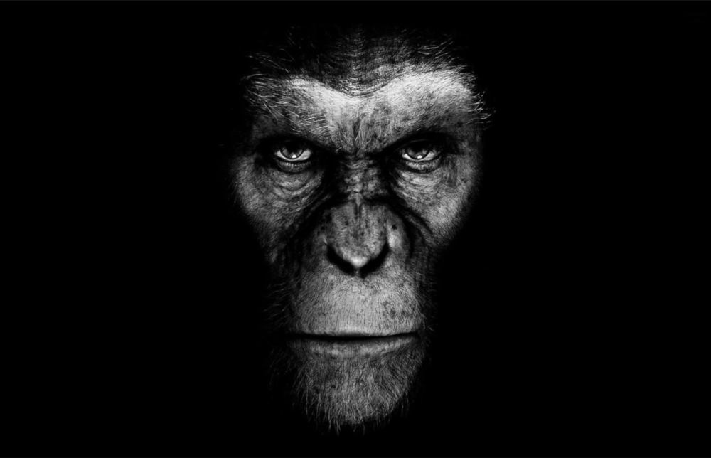 Gorilla Glass Wall Art