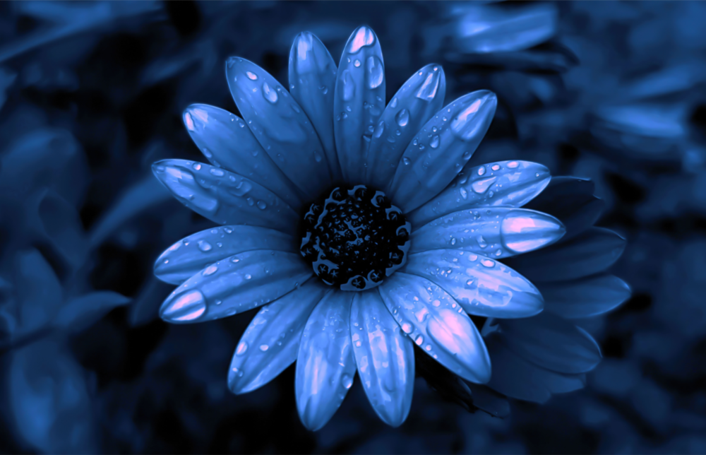 Flower Glass Wall Art