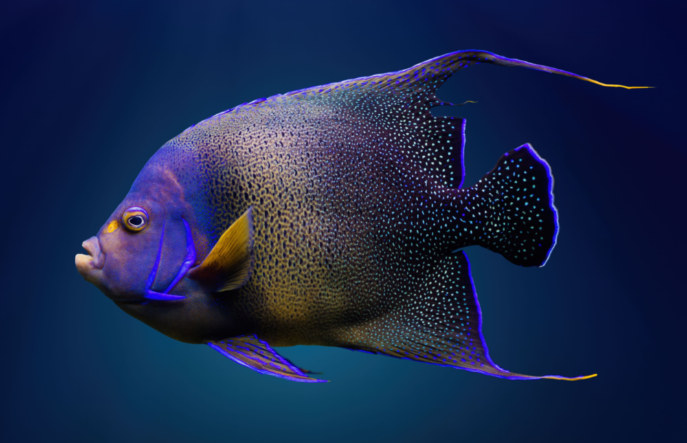 Queen Angelfish Glass Art