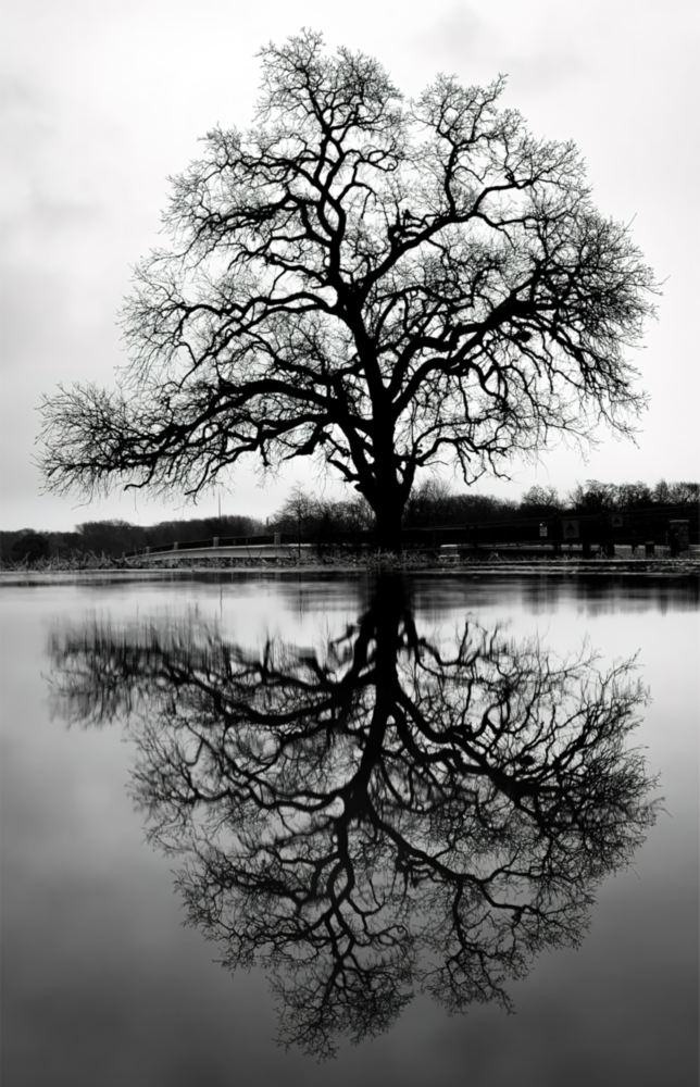 Tree Glass Wall Art