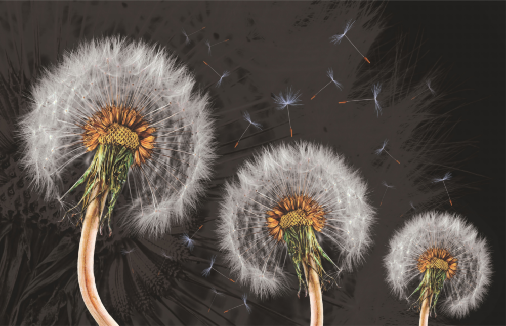 Dandelions Glass Wall Art