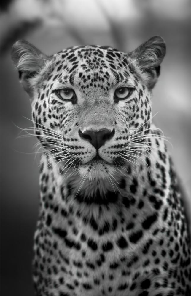 Leopard Glass Wall Art